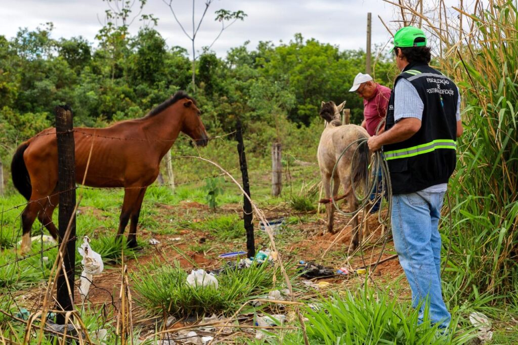 Prefeitura de Trindade inicia operação de recolhimento para proteger animais de grande porte
