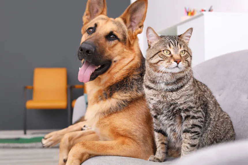 Espanha endurece proteção a cães e gatos e prevê multas que podem passar de R$ 1 milhão
